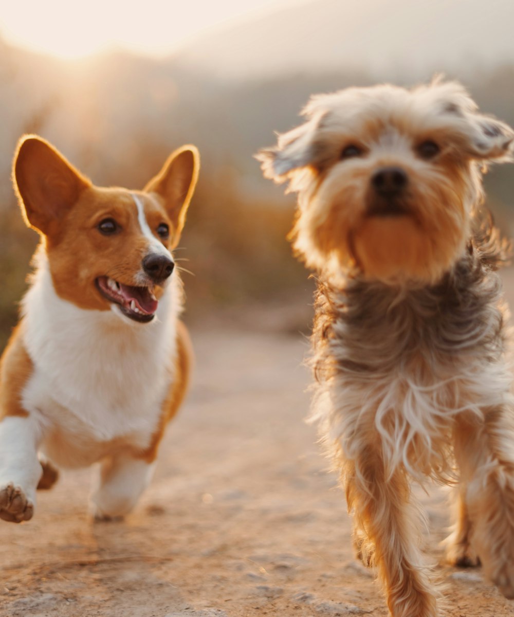 Professional mobile dog grooming Orlando – pampered pet