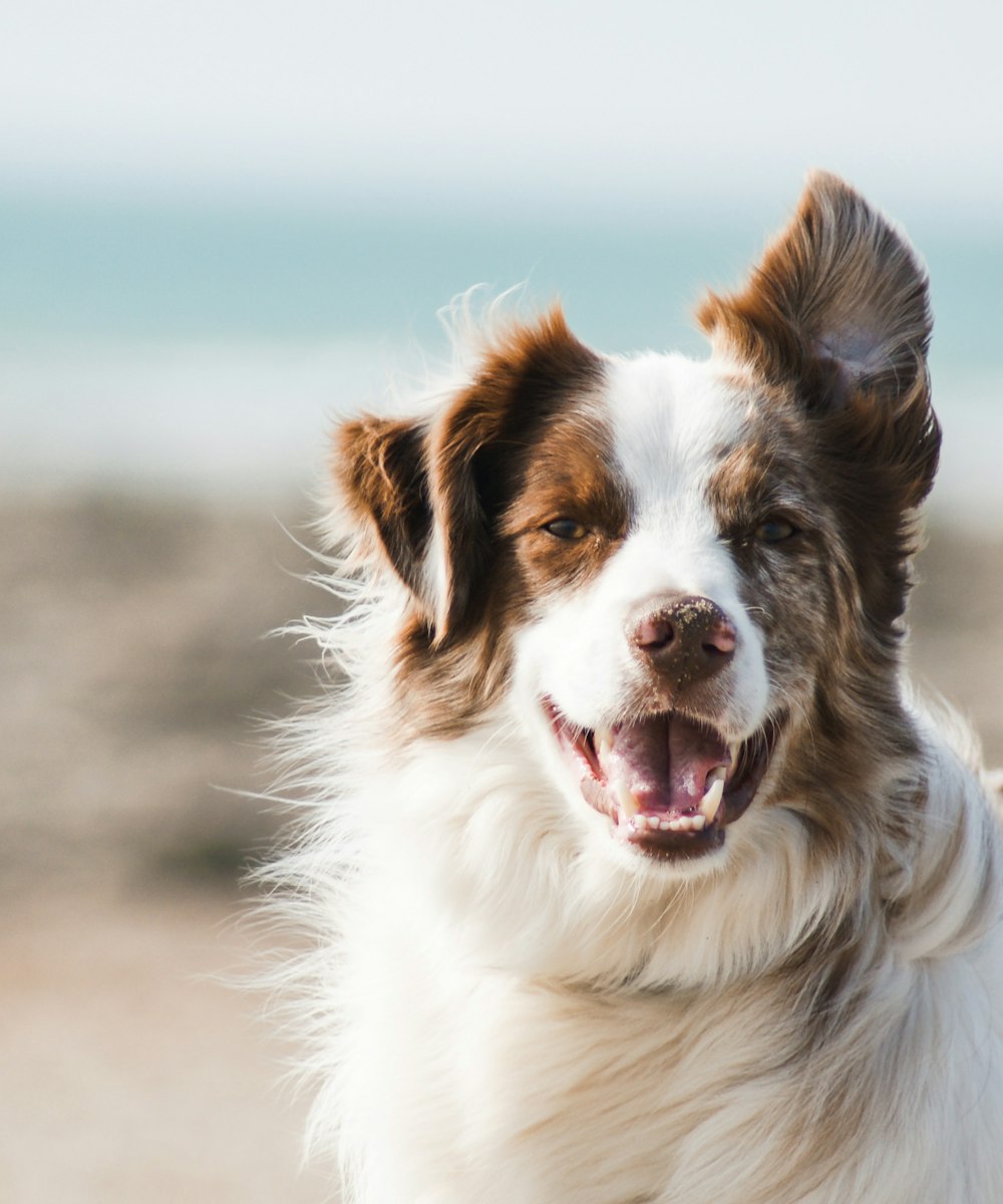 Licensed mobile pet groomer near you – Orlando grooming van service