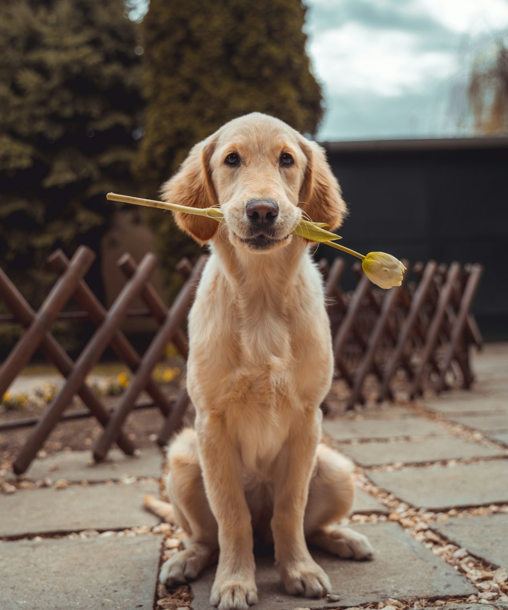 At-home dog grooming Orlando – relaxed pet during grooming